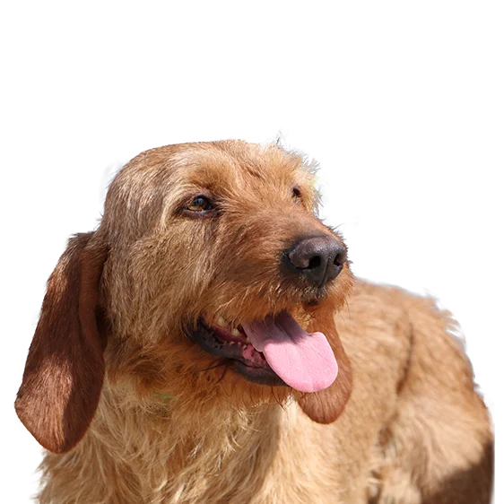 Basset griffon 2025 de bretagne